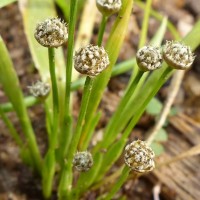 Eriocaulon thwaitesii Körn.